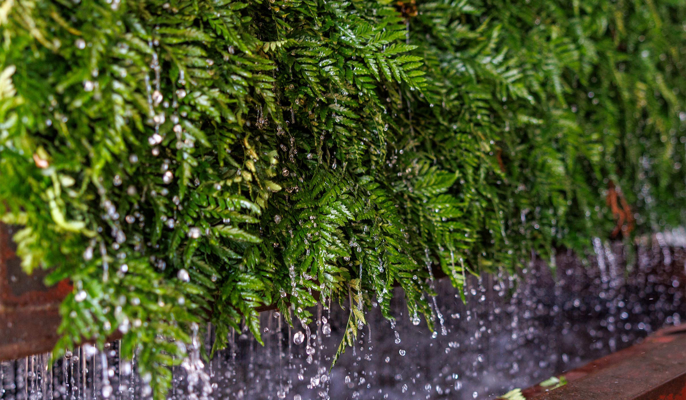 Close-up of fresh green ferns being watered