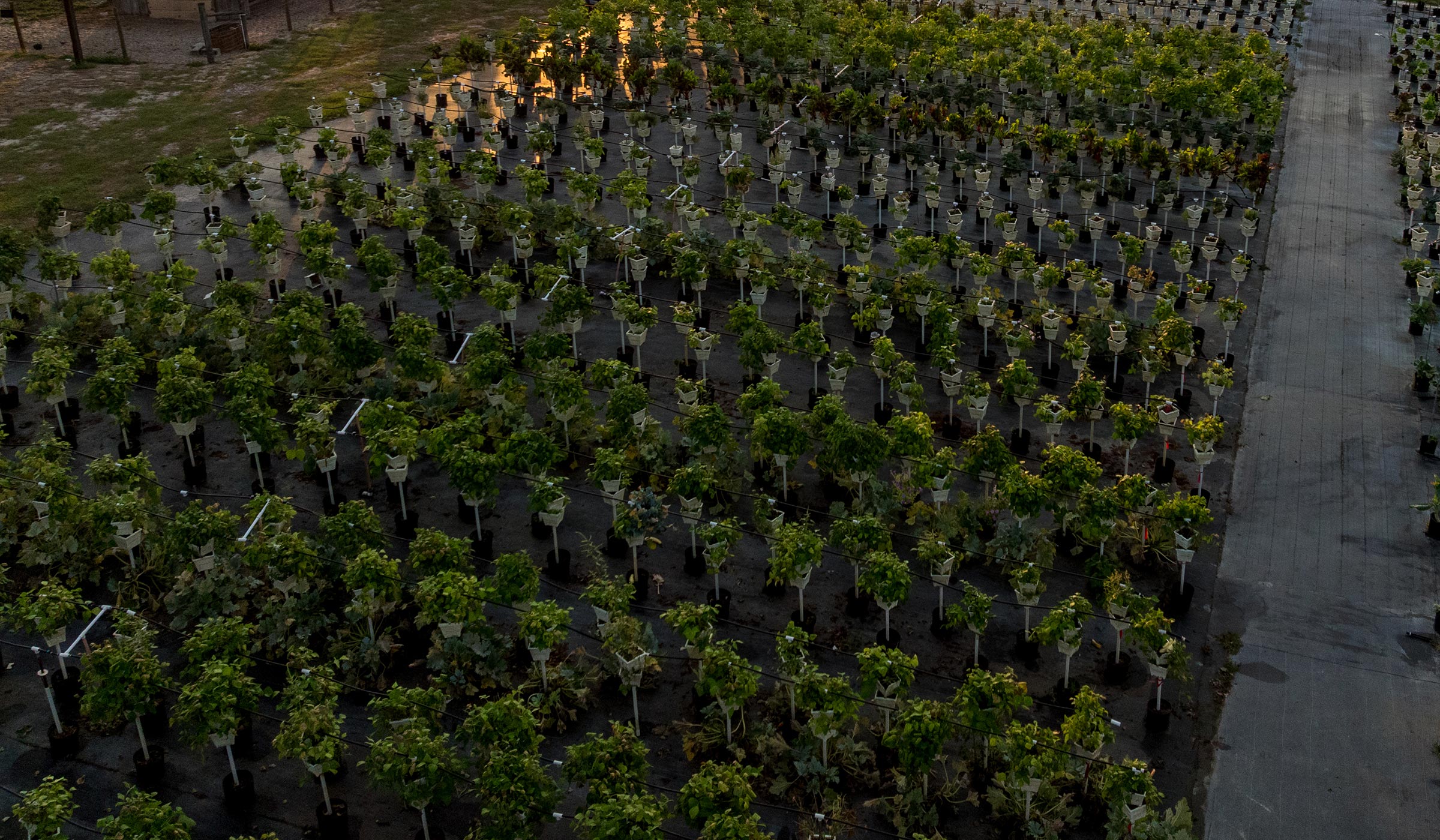 Aerial view of vegetable plants growing in organized rows with trellis supports