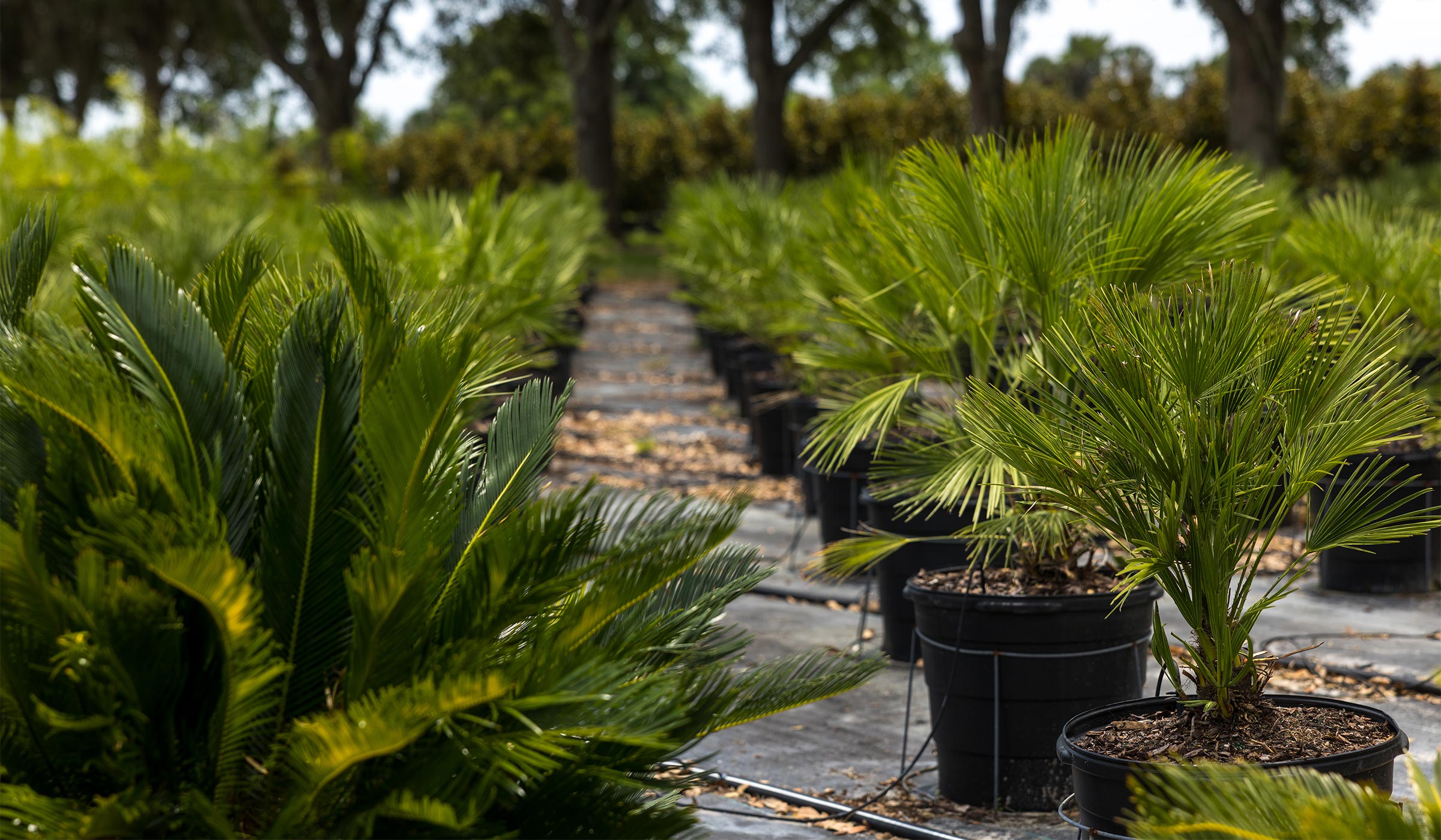 Rows of potted nursery plants