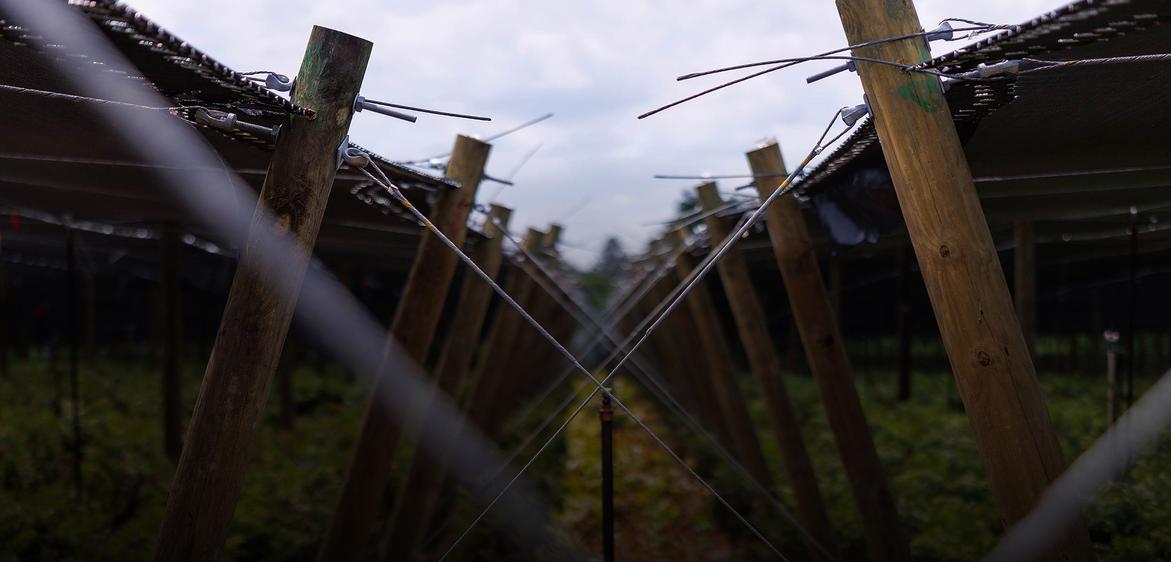 Wood posts and tension cables supporting shade structure over crops — Pierson Supply building materials for grower construction