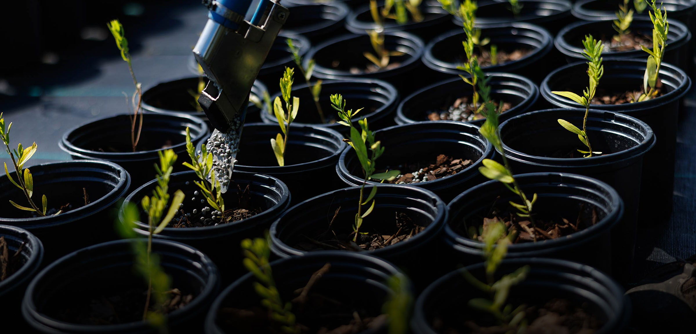 Fertilizer being applied to young nursery plants in pots