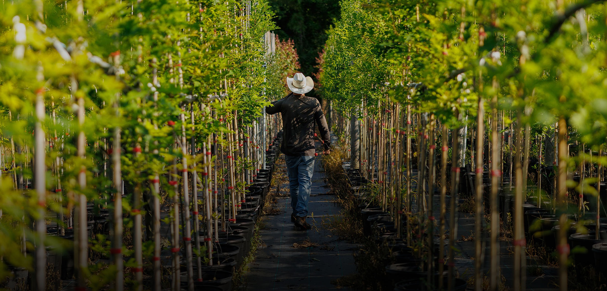 Grower walking through rows of young trees in pots — Pierson Supply supporting growers with trusted agricultural products and expertise