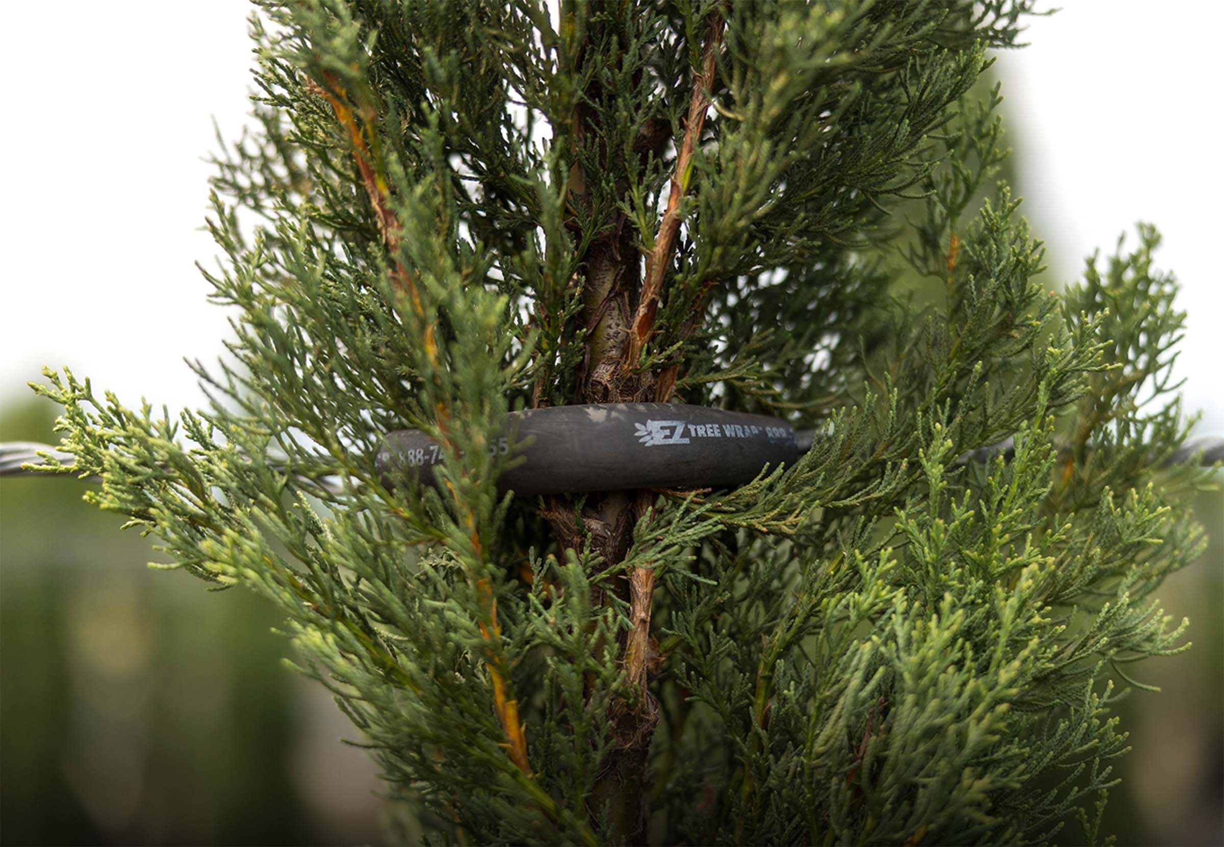 EZ Tree Wrap supporting a young tree
