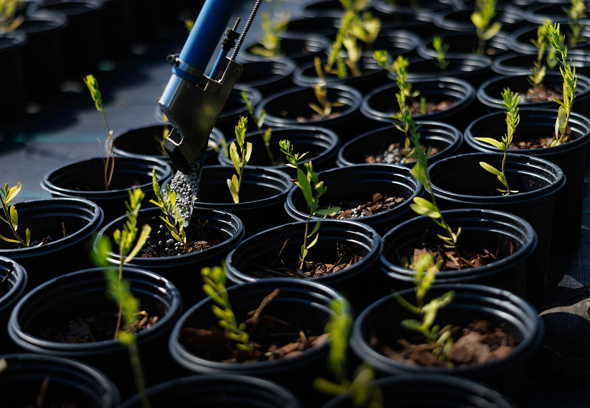 Fertilizer being applied to young nursery plants in pots