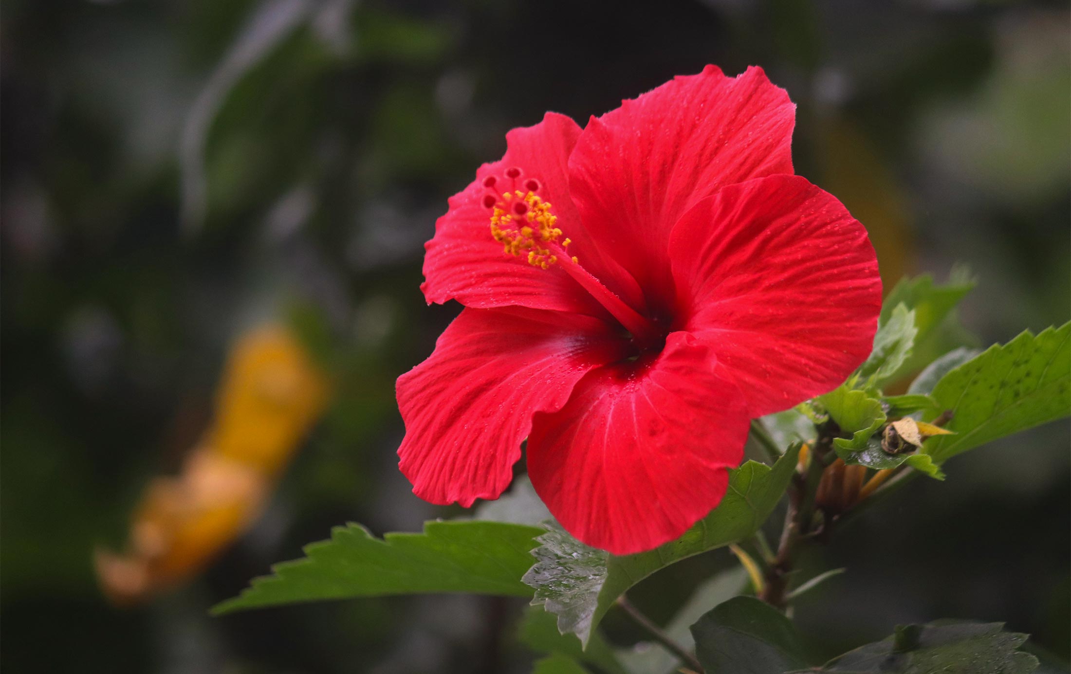 Flower on a tropical plant