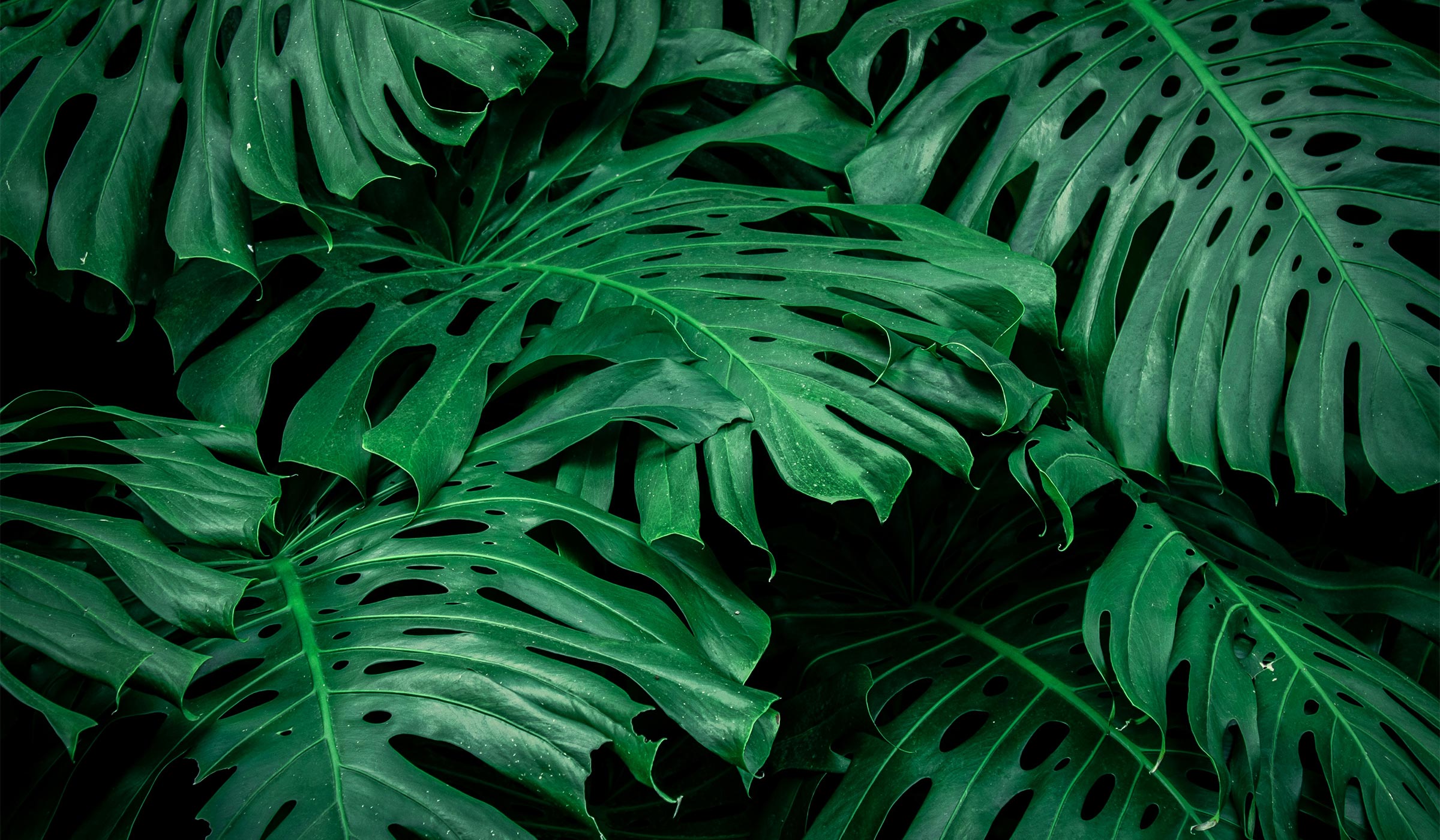 Close up of leaves of a tropical plant
