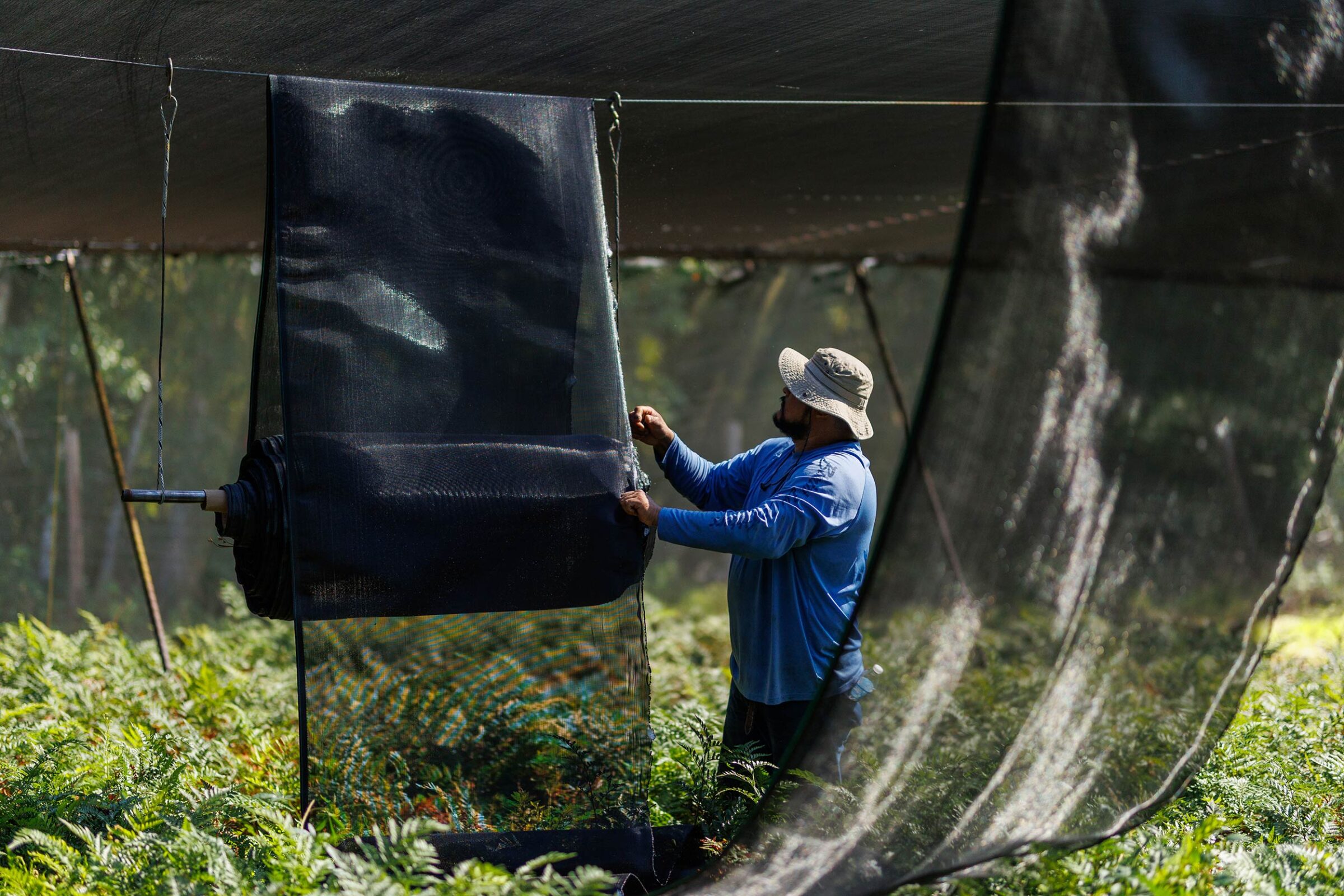 Worker installing shade cloth over crops in a fern field — Pierson Supply providing materials and builder support for protective structures