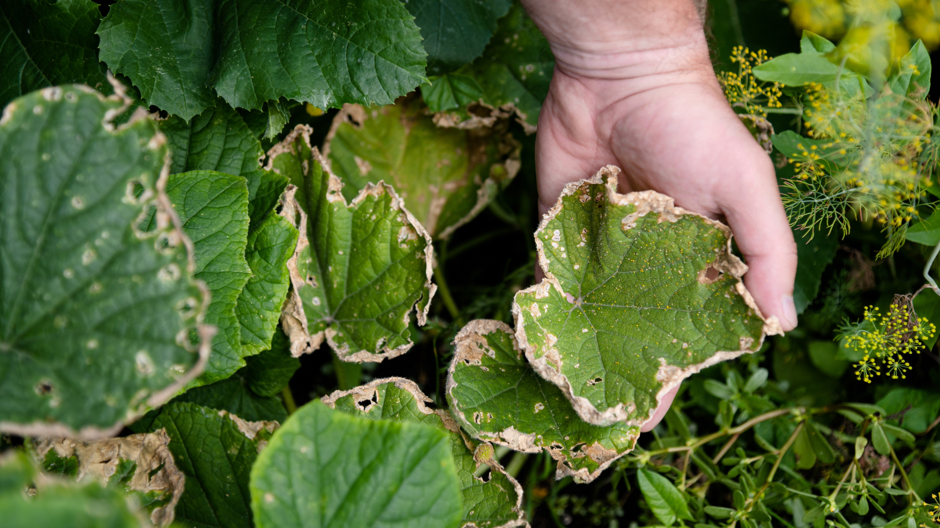 Common Spring Pests (and When to Act)