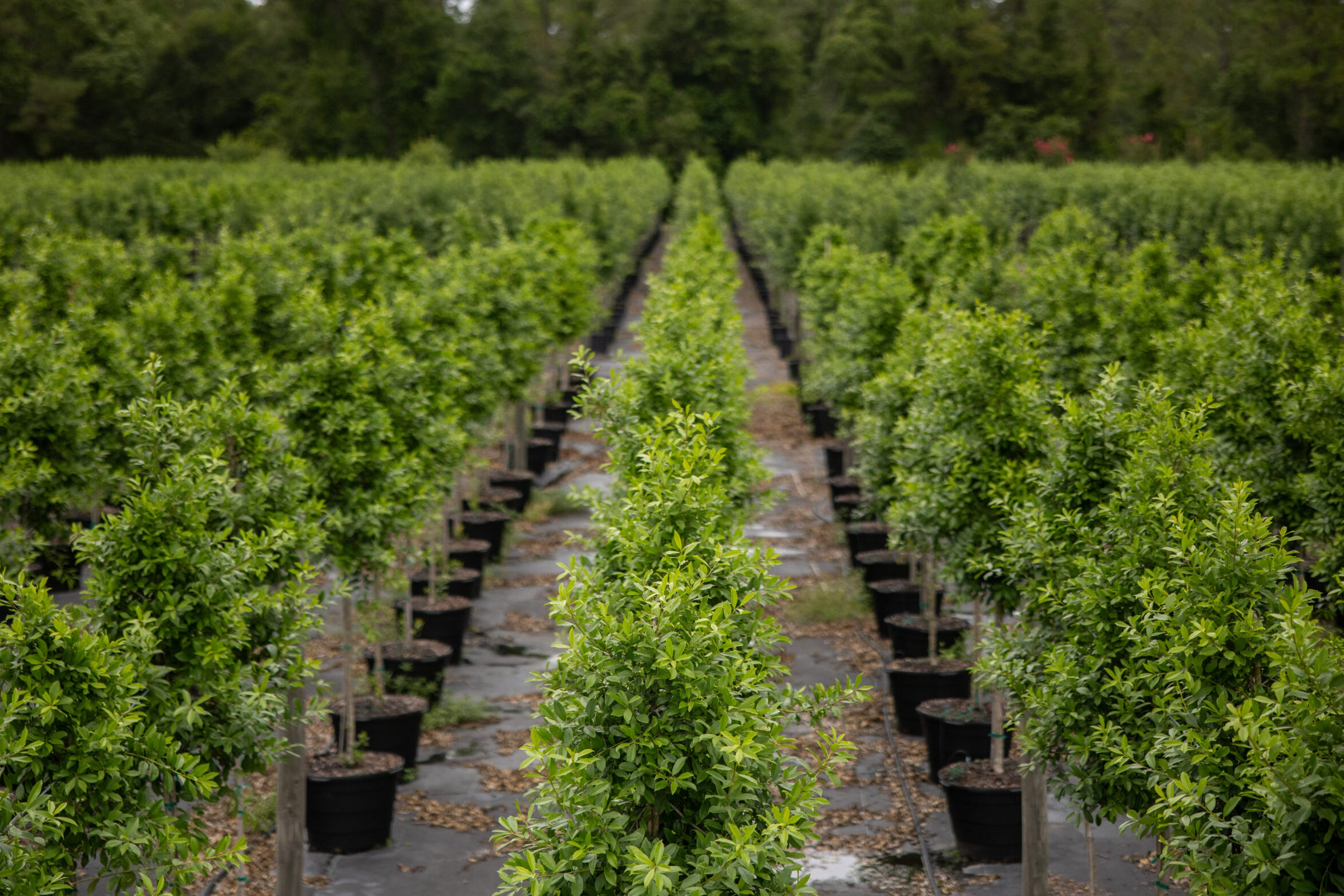 Nursery Tree Trellis System